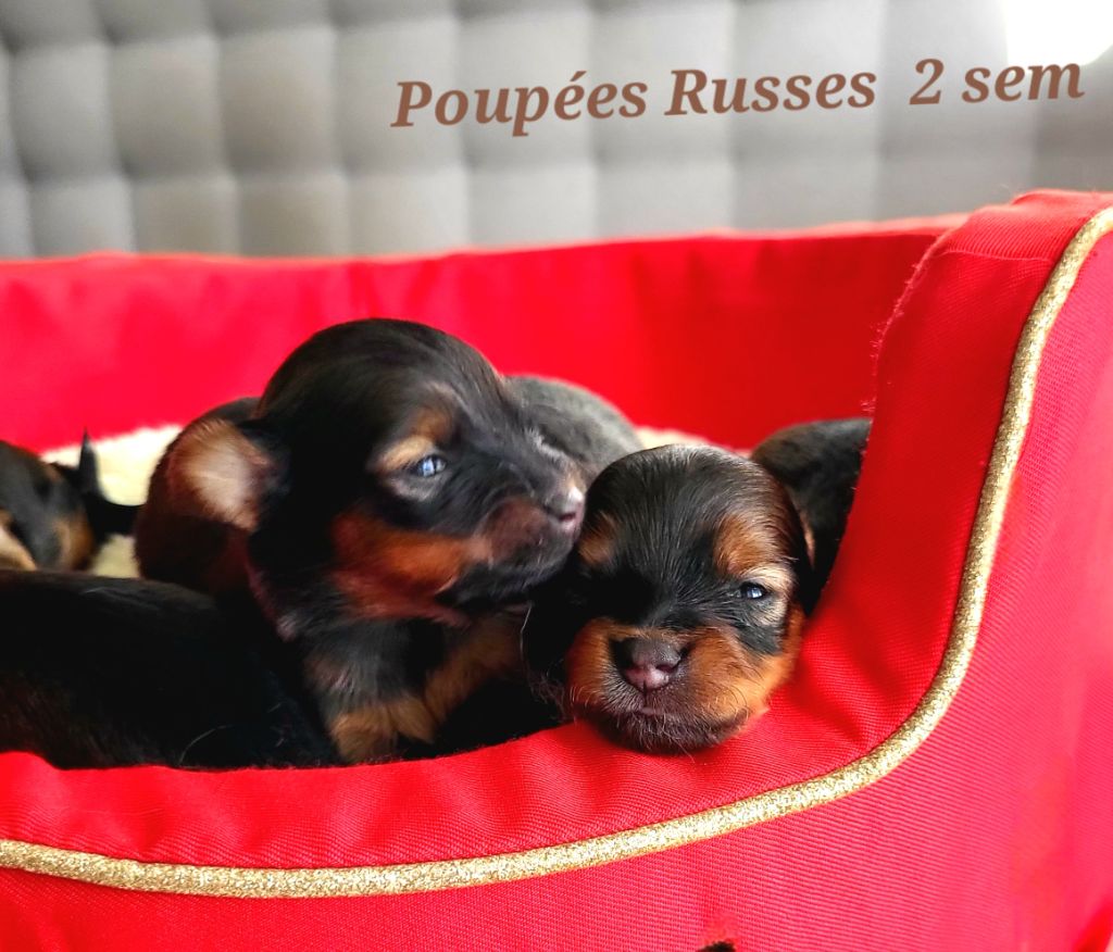 Poupee Russe - Chiot disponible  - Russkiy Toy (Petit Chien Russe)