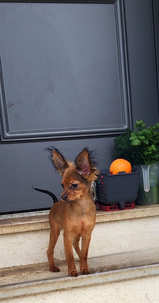 Poupee Russe - Chiot disponible  - Russkiy Toy (Petit Chien Russe)