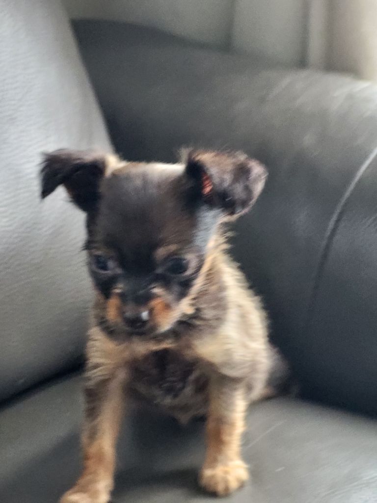 Poupee Russe - Chiot disponible  - Russkiy Toy (Petit Chien Russe)