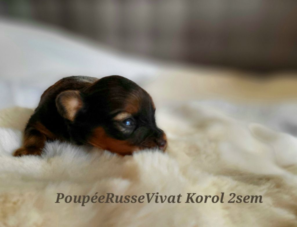 Poupee Russe - Chiot disponible  - Russkiy Toy (Petit Chien Russe)