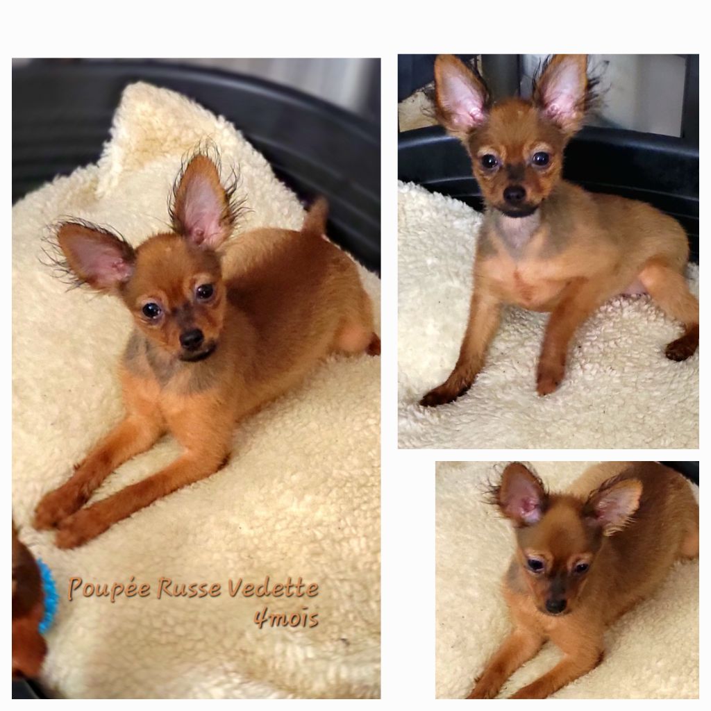 Poupee Russe - Chiot disponible  - Russkiy Toy (Petit Chien Russe)