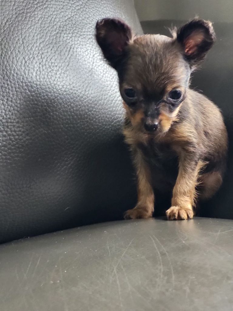 Poupee Russe - Chiot disponible  - Russkiy Toy (Petit Chien Russe)