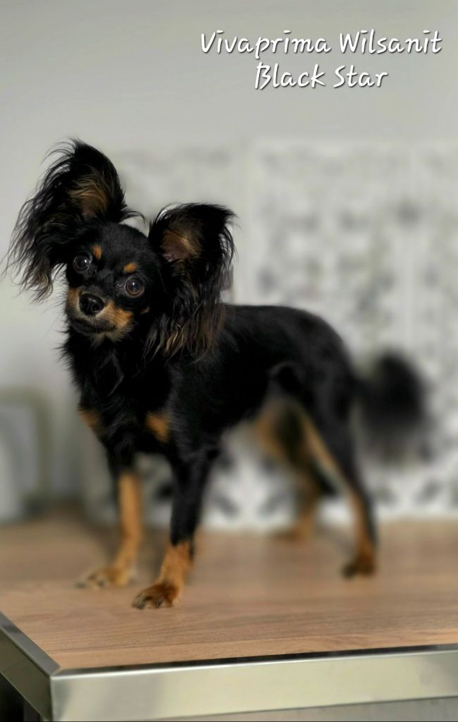 vivaprima Wilsanit black star