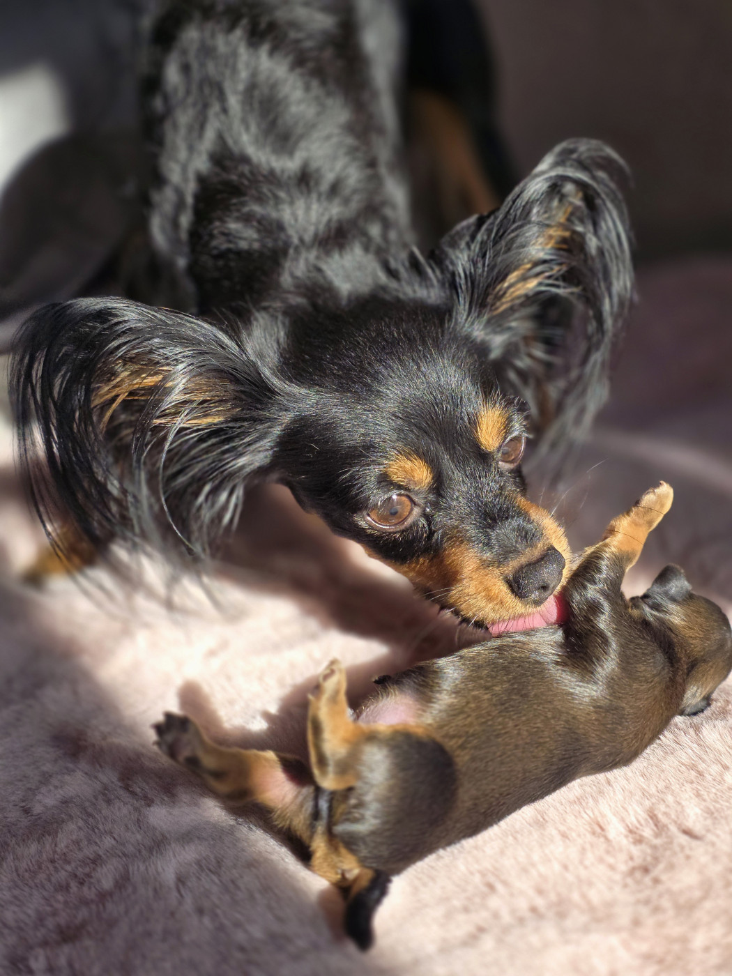 Chiot Russkiy Toy (Petit Chien Russe) Poupee Russe