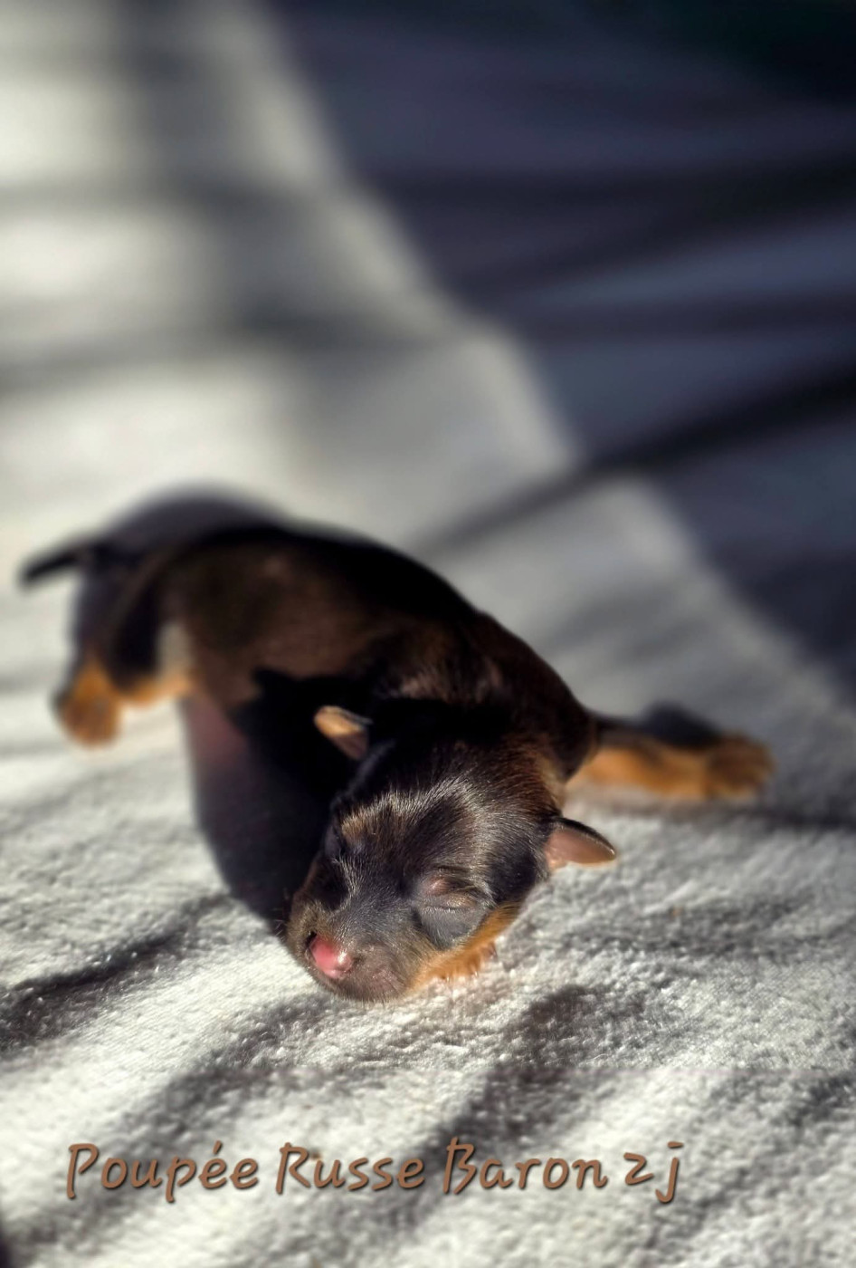 Poupee Russe - Chiots disponibles - Russkiy Toy (Petit Chien Russe)