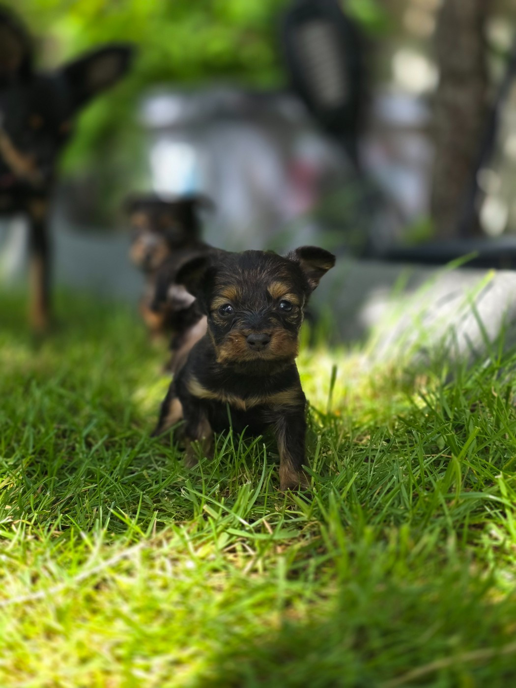 Poupee Russe - Chiots disponibles - Russkiy Toy (Petit Chien Russe)