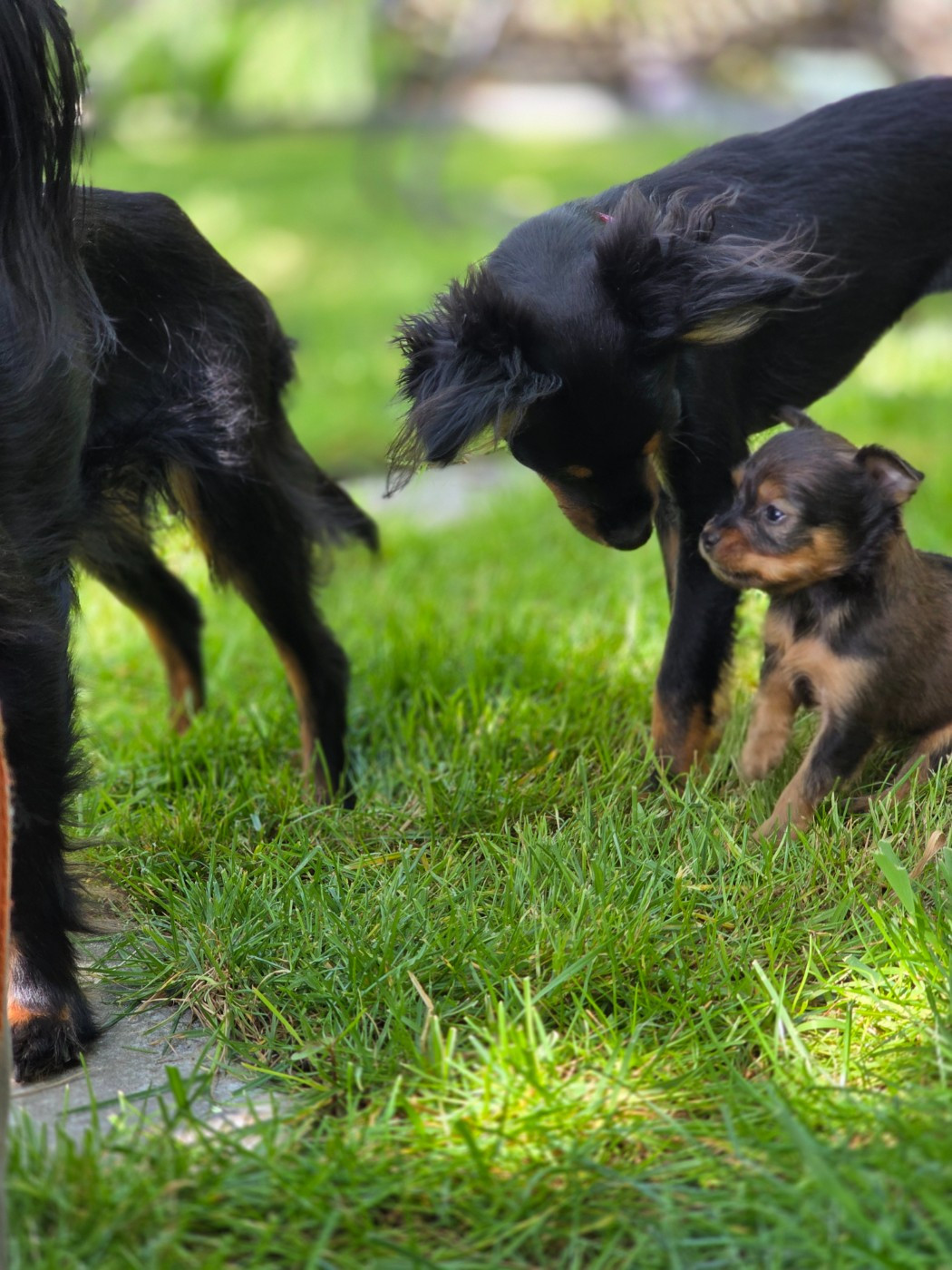 Poupee Russe - Chiots disponibles - Russkiy Toy (Petit Chien Russe)