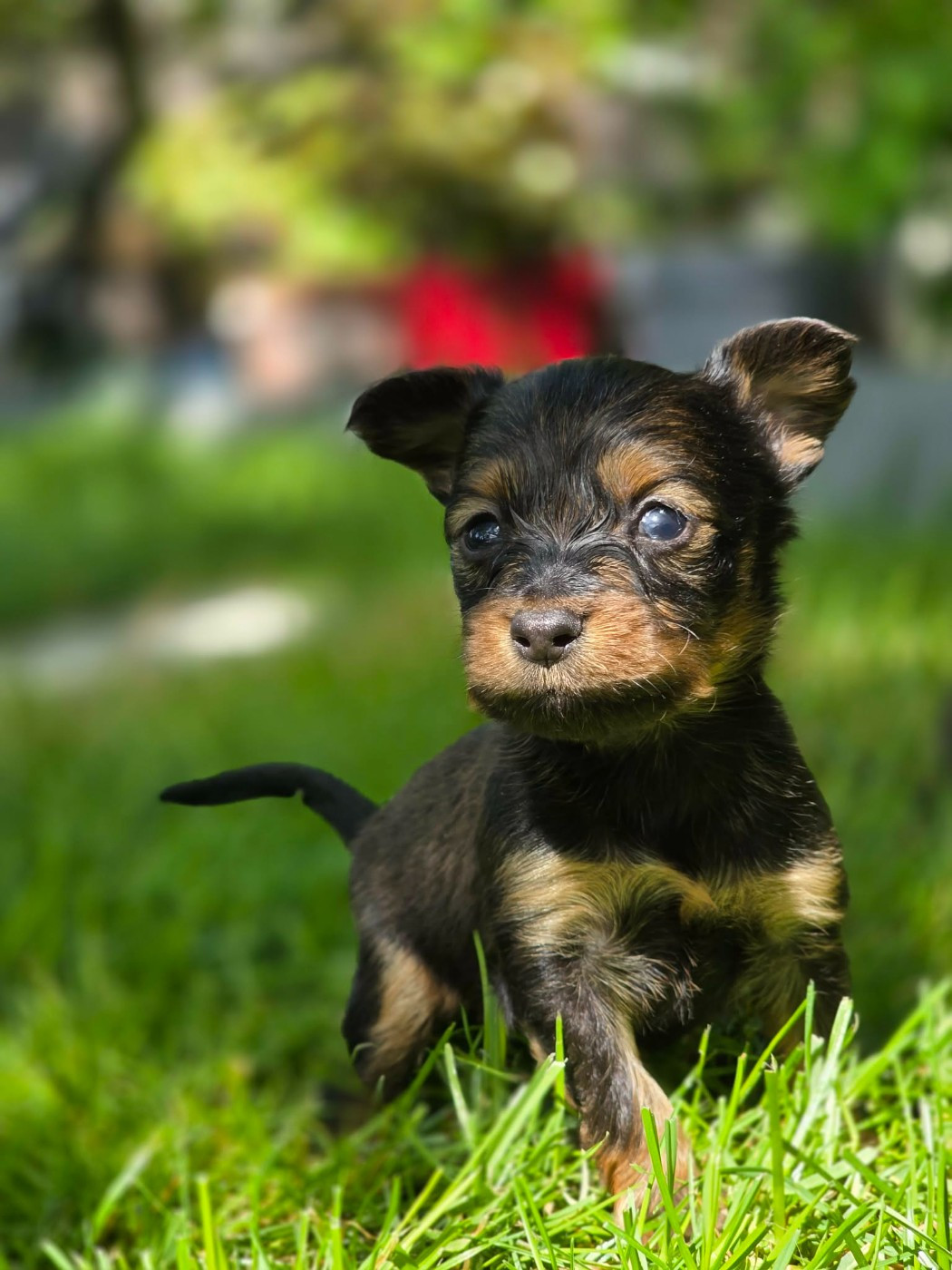 Poupee Russe - Chiots disponibles - Russkiy Toy (Petit Chien Russe)