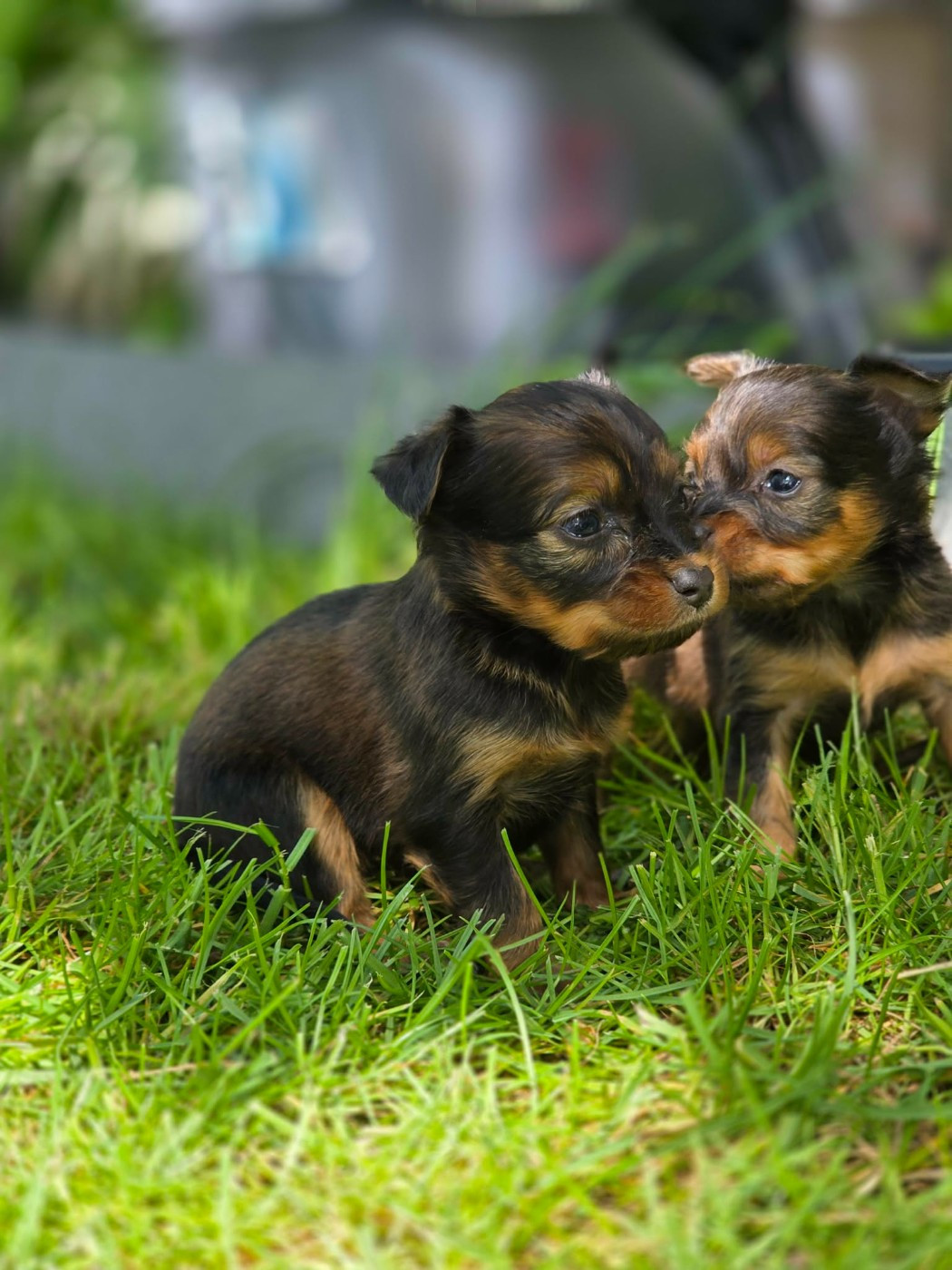 Poupee Russe - Chiots disponibles - Russkiy Toy (Petit Chien Russe)