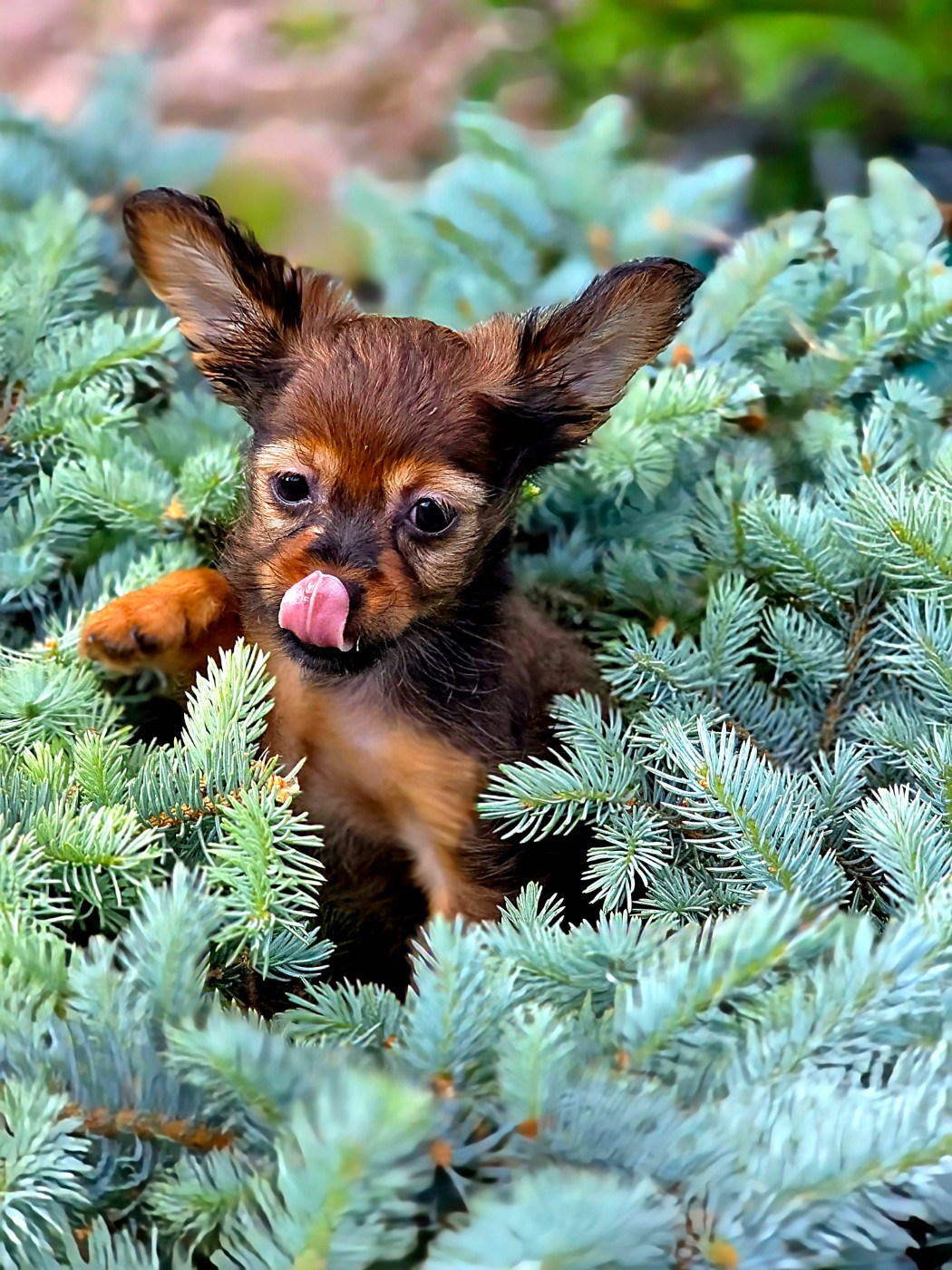 Poupee Russe - Chiots disponibles - Russkiy Toy (Petit Chien Russe)