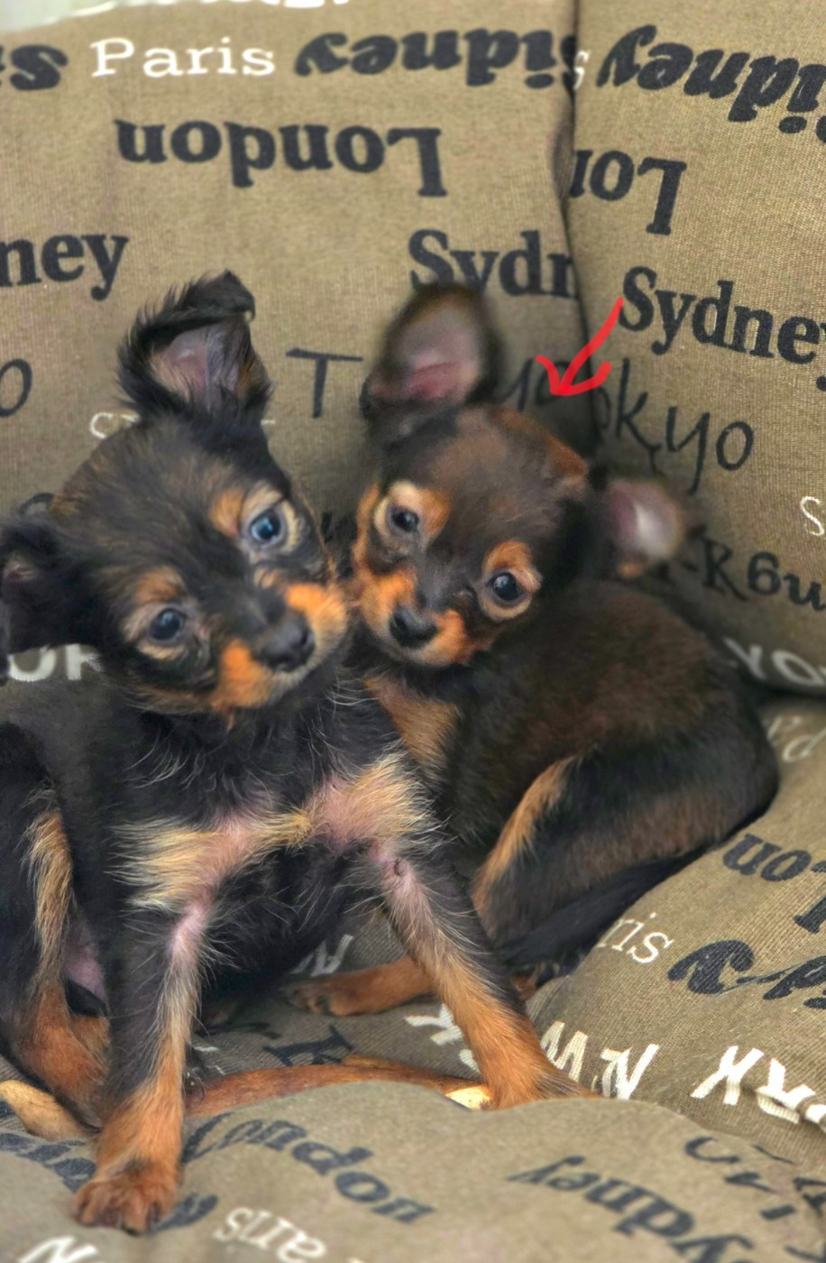 Poupee Russe - Chiots disponibles - Russkiy Toy (Petit Chien Russe)