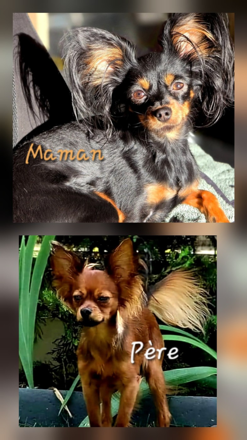 Poupee Russe - Chiots disponibles - Russkiy Toy (Petit Chien Russe)