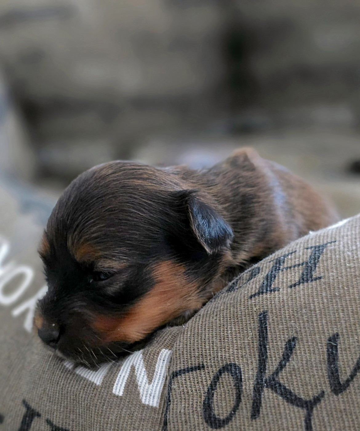 Poupee Russe - Chiots disponibles - Russkiy Toy (Petit Chien Russe)