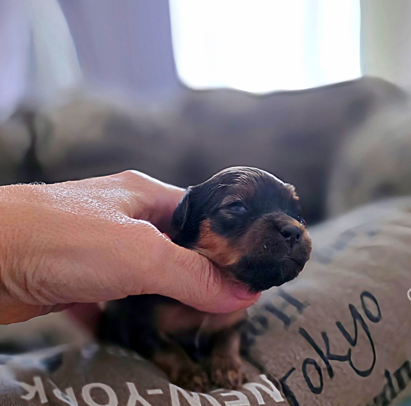 Poupee Russe - Chiots disponibles - Russkiy Toy (Petit Chien Russe)