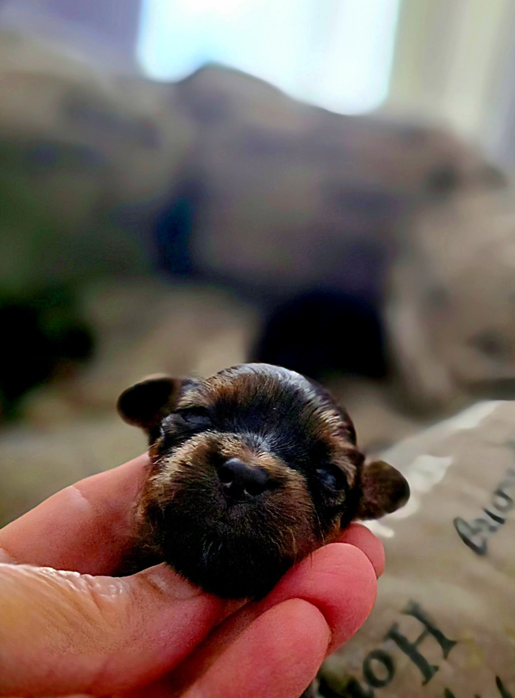 Poupee Russe - Chiots disponibles - Russkiy Toy (Petit Chien Russe)