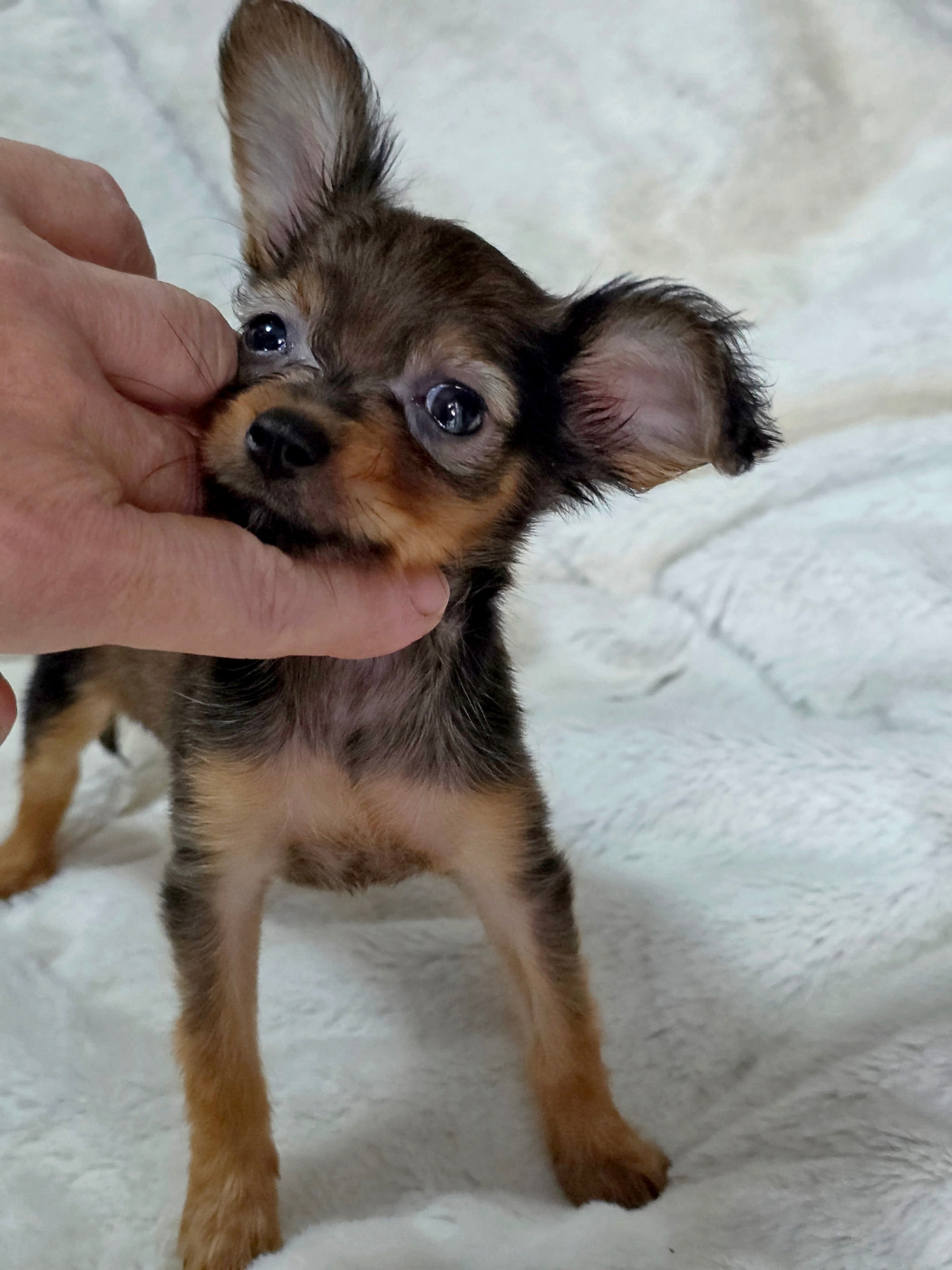 Poupee Russe - Chiots disponibles - Russkiy Toy (Petit Chien Russe)