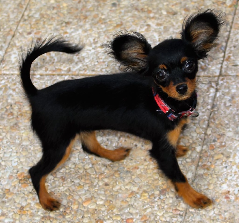 Poupee Russe - Russkiy Toy (Petit Chien Russe) - Portée née le 19/09/2015