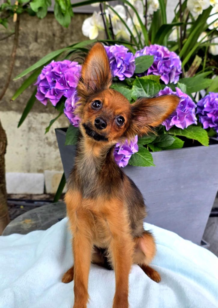 Poupee Russe - Chiots disponibles - Russkiy Toy (Petit Chien Russe)