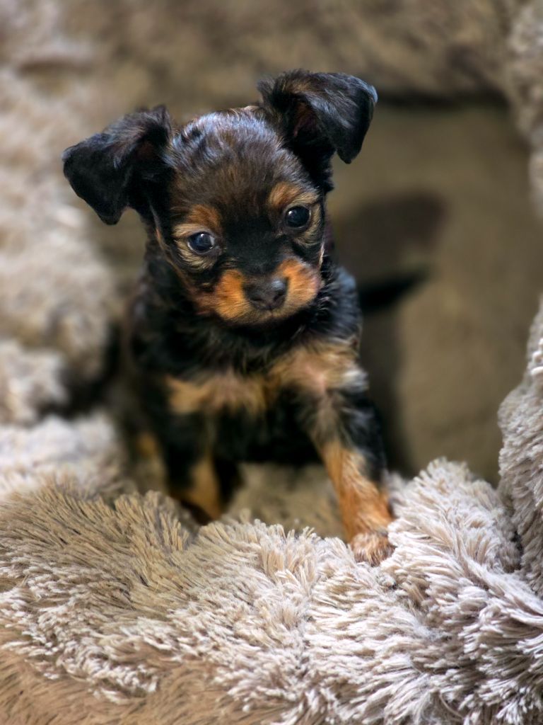 Poupee Russe - Chiots disponibles - Russkiy Toy (Petit Chien Russe)