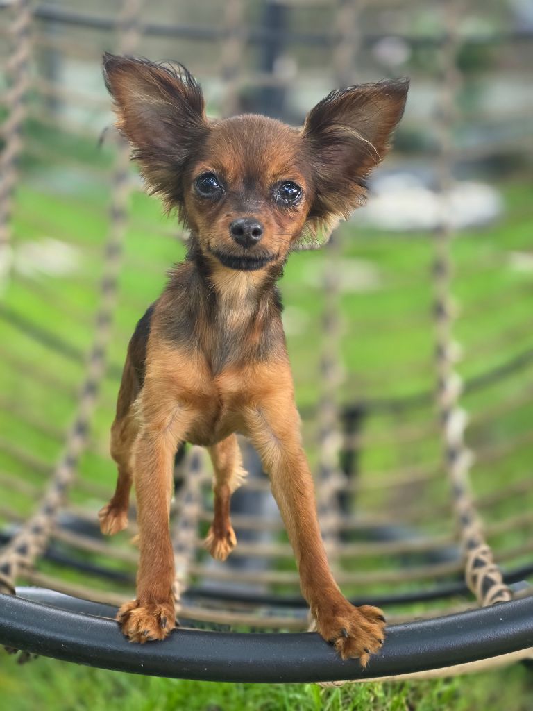 Poupee Russe - Chiots disponibles - Russkiy Toy (Petit Chien Russe)