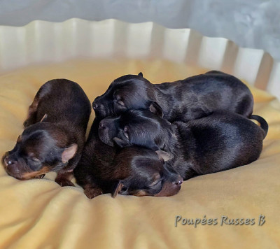 CHIOT 4