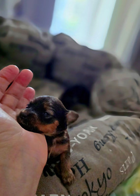 CHIOT 1