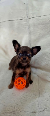 CHIOT 4
