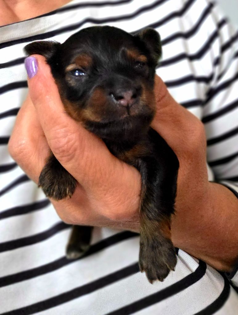 Poupee Russe - Chiots disponibles - Russkiy Toy (Petit Chien Russe)