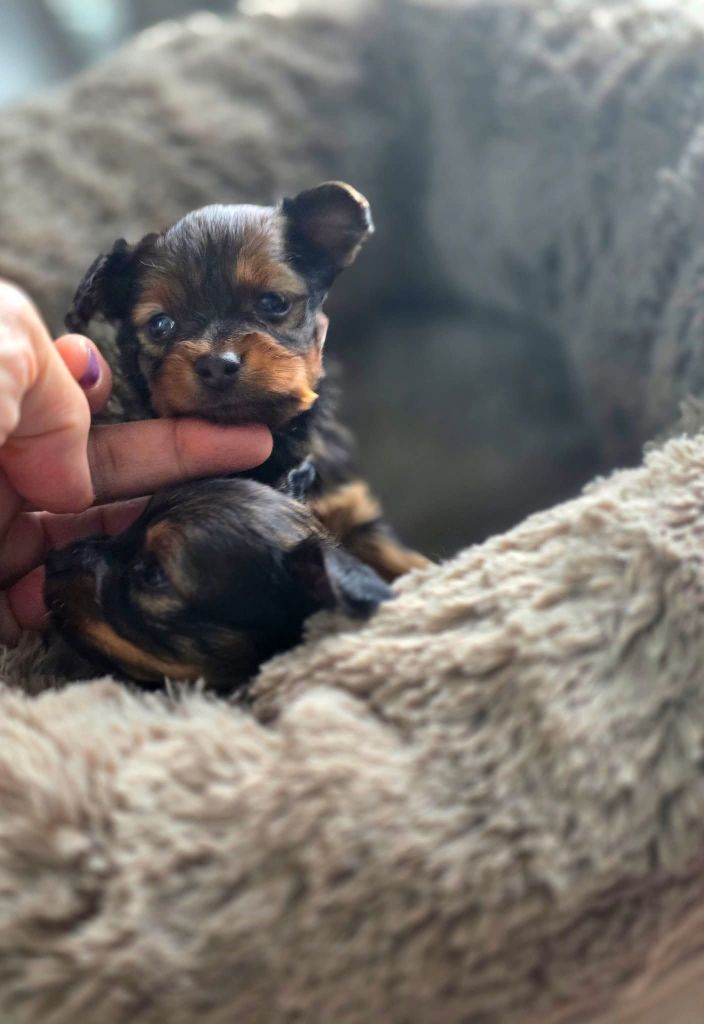 Poupee Russe - Chiots disponibles - Russkiy Toy (Petit Chien Russe)