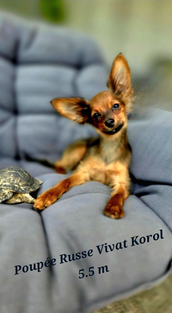 Poupee Russe - Chiots disponibles - Russkiy Toy (Petit Chien Russe)