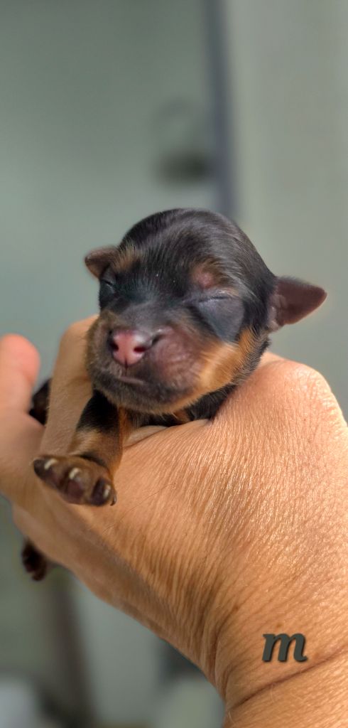 Poupee Russe - Chiots disponibles - Russkiy Toy (Petit Chien Russe)