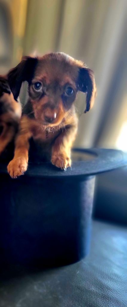 Poupee Russe - Russkiy Toy (Petit Chien Russe) - Portée née le 05/10/2024